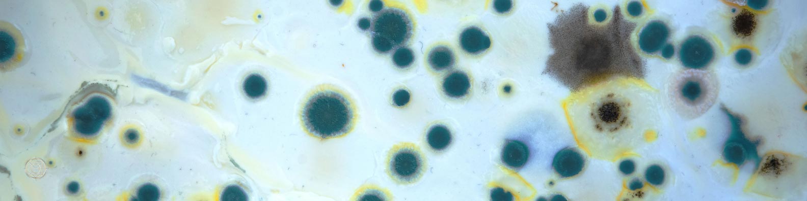 Mold in Water Systems: 7 Tips to Protect Your Home’s Health