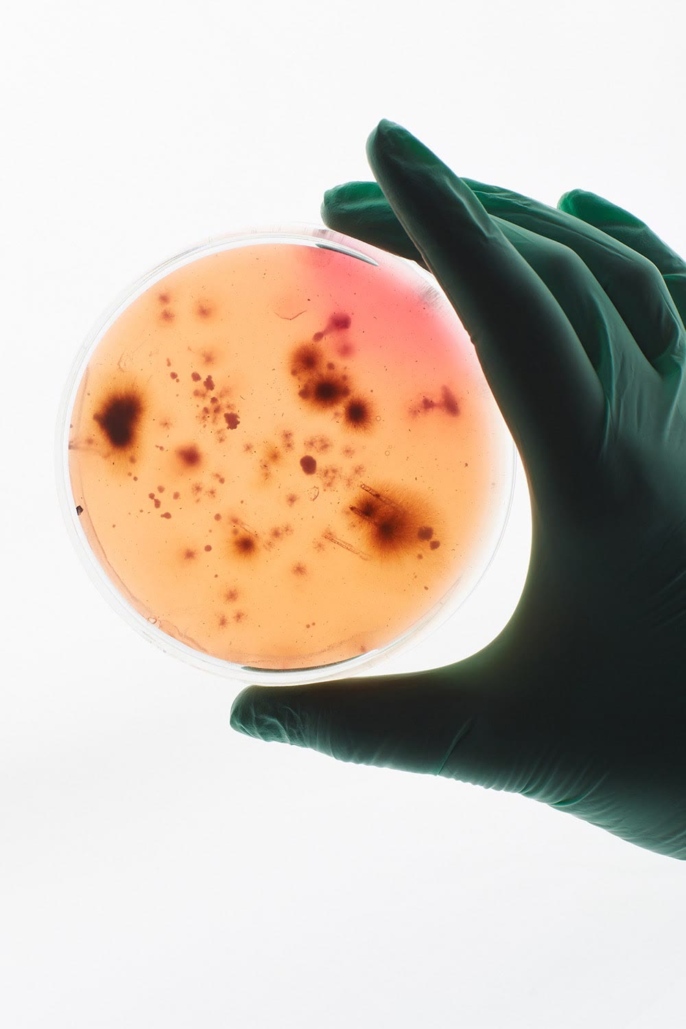 Petri dish culture showing a heavy mould colony from an indoor air sample