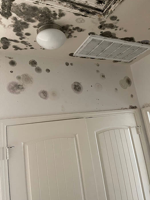 Mold growth on attic rafters and sheathing in a Round Rock, Texas home