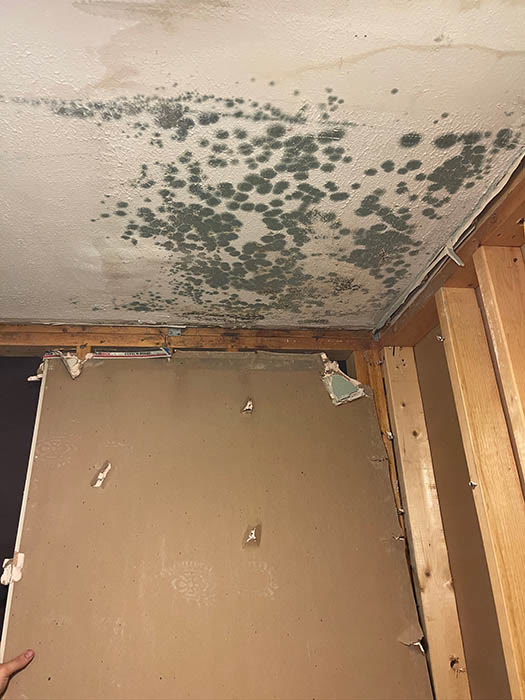 Visible mold colony on ceiling drywall in a Round Rock home before remediation